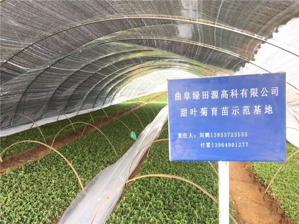 祝賀曲阜綠田源高科甜葉菊150畝有機育苗基地在山東省曲阜市防山鄉席家村成功落成！