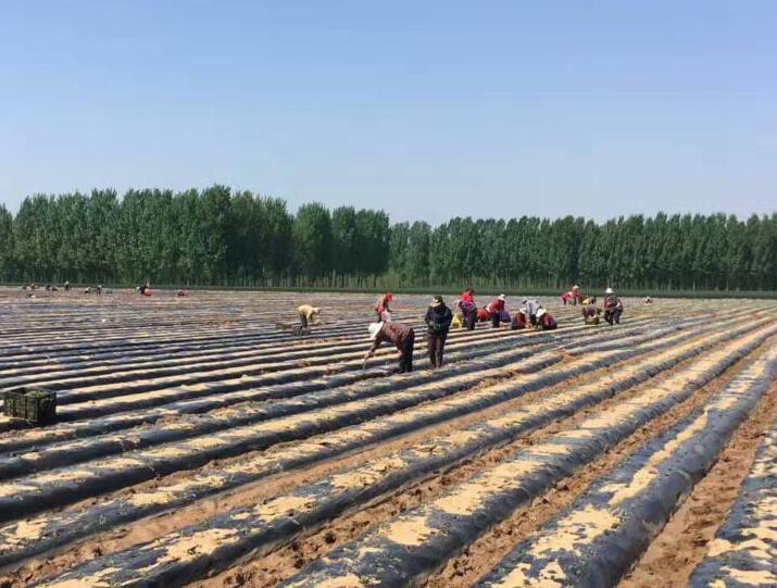 曲阜綠田源高科有限公司有機(jī)甜葉菊繁育基地